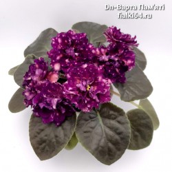 Dn-Варта Пам'ятi